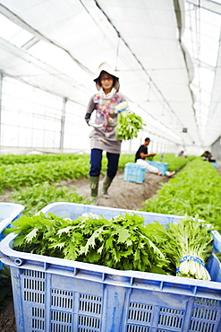 Worker in a greenhouse carrying harvested mizuna plants, also known as Japanese greens, Japan