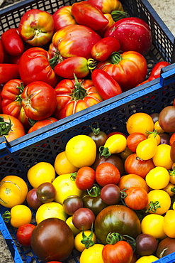 Crate of fresh ripe tomatoes, varieties with red, yellow and dark red skin. 