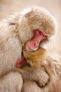 Close up of two Japanese Macaque, Snow Monkey, Macaca fuscata, huddling close together, Nagano, Japan