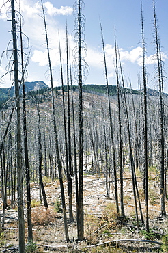 Fire damaged forest from extensive wildfire, near Harts Pass, Pasayten Wilderness, Washington, United States of America