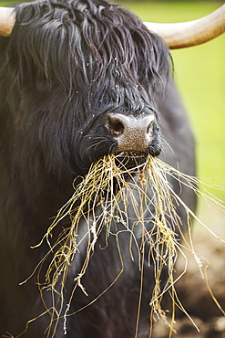 Black Scottish Highland cattle with long wavy coat feeding on hay, England, United Kingdom