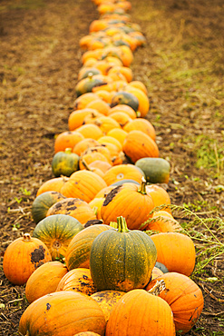 Rows of bright yellow, green and orange pumpkins harvested and left out to dry off in the fields in autumn, England, United Kingdom