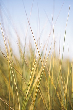 Close up of windswept sea grasses.