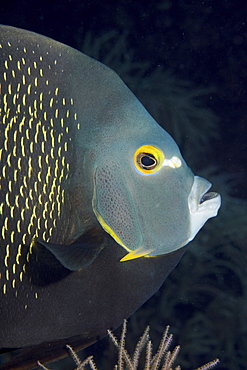 French angelfish turns a wary eye towards the camera.