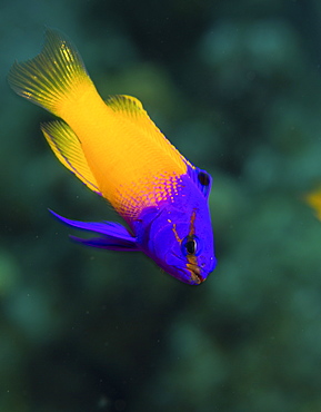 Bicolored Fairy basslet, Gramma loreto, above a coral reef.