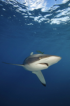 Caribbean reef shark.