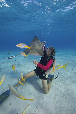 Scuba diver handfeeding a Southern stingray underwater at the Sandbar, Grand Cayman.