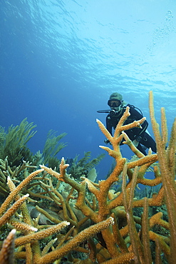 A scuba diver underwater.  Staghorn coral branches growing up from the reef.