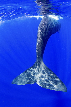 Tail fluke of a Sperm whale underwater.