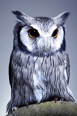 Studio portrait of a northern white faced owl (Ptilopsis leucotis) sanding on a branch, England