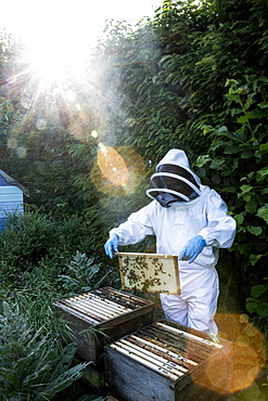 Beekeeper wearing protective suit at work, inspecting wooden beehive, England, United Kingdom