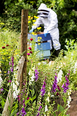 Beekeeper wearing protective suit at work, inspecting wooden beehive, England, United Kingdom