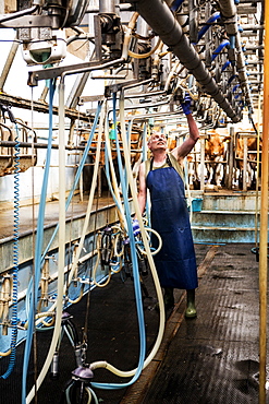 Man wearing apron standing in a milking shed, milking Guernsey cows, Buckinghamshire, England