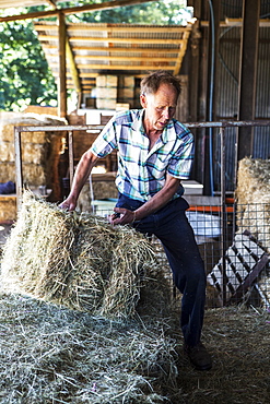 Farmer stacking hay bales in a barn, Oxfordshire, England