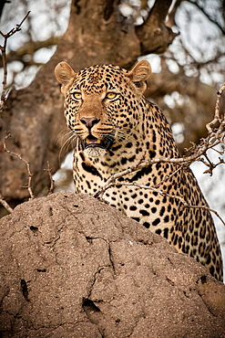 A leopard, Panthera pardus, on a termite mound, looking around, Londolozi Game Reserve, Sabi Sands, Greater Kruger National Park, South Africa