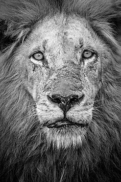 A black and white portrait of a male lion, Panthera leo, direct gaze with a mane and scarred nose, Londolozi Game Reserve, Sabi Sands, Greater Kruger National Park, South Africa