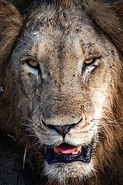 A male lion's head, Panthera leo, scarred nose, looking away, with yellow eyes, showing  its tongue and teeth, Londolozi Game Reserve, Sabi Sands, Greater Kruger National Park, South Africa