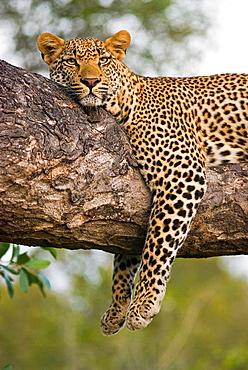 A leopard, Panthera pardus, lies on the branch of a tree, legs tangling over the branch, alert, ears forward, head resting on branch, Londolozi Game Reserve, Sabi Sands, Greater Kruger National Park, South Africa