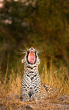 A leopard, Panthera pardus, lies down in sunlight, yawning, Londolozi Game Reserve, Sabi Sands, Greater Kruger National Park, South Africa