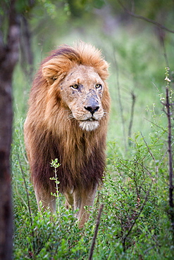 A male lion, Panthera leo, stands in green shrubs, looking away, scarred nose, thick mane, Londolozi Game Reserve, Sabi Sands, Greater Kruger National Park, South Africa