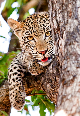 A leopard cub's head, Panthera pardus, lies in a tree, alert, mouth open showing tongue, paw drapes over branch, yellow brown eyes, Londolozi Game Reserve, Sabi Sands, Greater Kruger National Park, South Africa