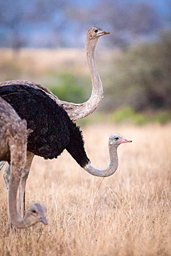 Three common ostriches, Struthio camelus, stand with their heads up and bent down, male and female, Londolozi Game Reserve, Sabi Sands, Greater Kruger National Park, South Africa