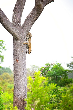 A leopard, Panthera pardus, climbs down a vertical tree, greenery in background and foreground, Londolozi Game Reserve, Sabi Sands, Greater Kruger National Park, South Africa