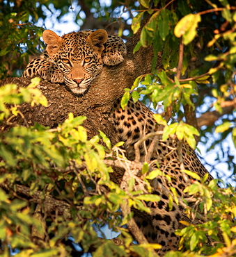 A leopard, Panthera pardus, lies in a tree, front paws flank hits head, alert, leaves in foreground, Londolozi Game Reserve, Sabi Sands, Greater Kruger National Park, South Africa