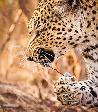 A leopard's head and front paw, Panthera pardus, snarling, stick with thorns in mouth, paw holding onto stick, looking away, Londolozi Game Reserve, Sabi Sands, Greater Kruger National Park, South Africa