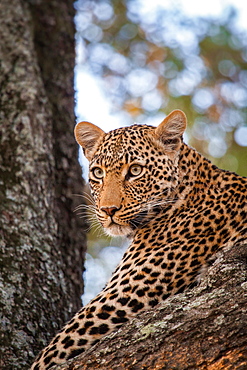 A leopard's head, Panthera pardus, lying in a tree, looking away, Londolozi Game Reserve, Sabi Sands, Greater Kruger National Park, South Africa