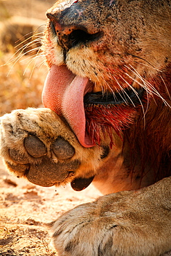 A close up of a lion's mouth and paw, Panthera leo, linking paw, raised foot, bloody muzzle, tongue barbs visible, Londolozi Game Reserve, Sabi Sands, Greater Kruger National Park, South Africa