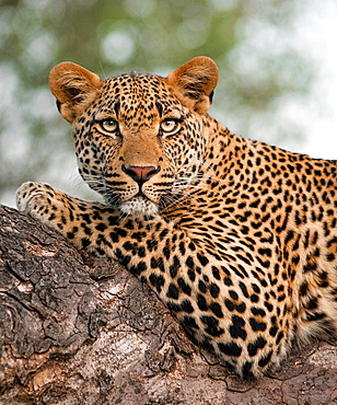 A leopard's upper body, Panthera pardus, lying on tree branch, alert, green yellow eyes, Londolozi Game Reserve, Sabi Sands, Greater Kruger National Park, South Africa