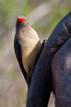 A red-billed oxpecker, Buphagus erythrorhynchus, perches vertically on the tail of a buffalo, Syncerus caffer, direct gaze, Londolozi Game Reserve, Sabi Sands, Greater Kruger National Park, South Africa