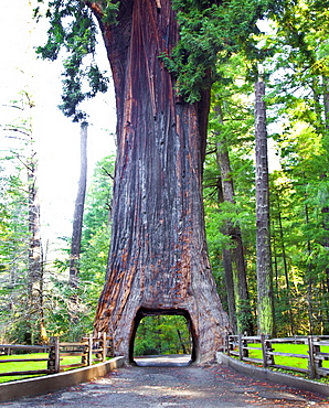 Chandelier Drive Thru Redwood Tree, California, United States of America