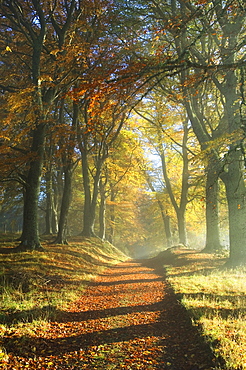 Trail Through a Forest in Autumn, Ross-shire, Scotland, UK