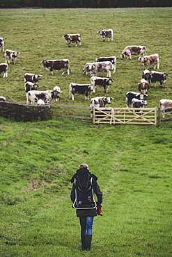 High angle view of man carrying child on his back walking towards a pasture with herd of English Longhorn cows, Oxfordshire, England