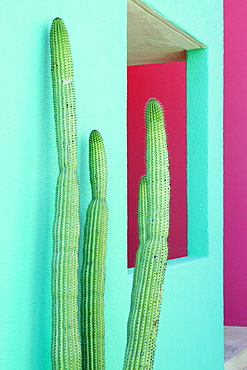 Cacti Plants Next to a Colorful Wall, San Jose Los Cabos, Baja California, Mexico