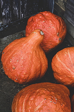 High angle close up of freshly harvested orange Hubbard pumpkins, Oxfordshire, England