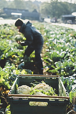 Woman standing in field, harvesting cauliflowers, Oxfordshire, England