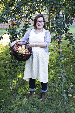 Woman wearing apron holding brown wicker basket with freshly picked apples, smiling at camera, Oxfordshire, England