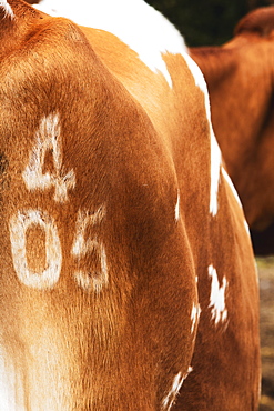 Close up of owners mark number 405 on Guernsey cow, Oxfordshire, England