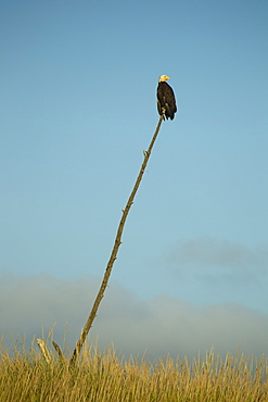 Bald eagle perched on stick against blue sky