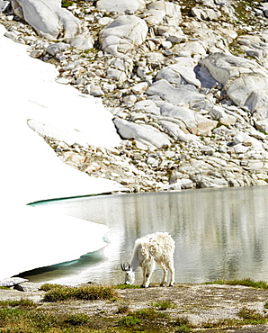 Goat grazing at still lake and remote hillside, Leavenworth, Washington, USA