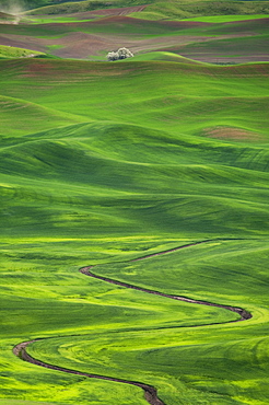 Winding irrigation ditch through rolling hills in rural landscape, Palouse, Washington, USA