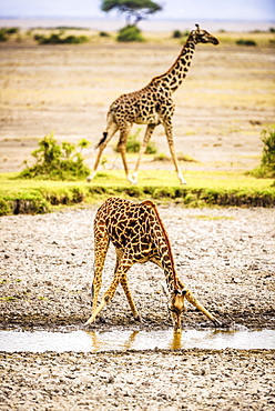 Giraffe drinking at water hole, Kenya, Africa