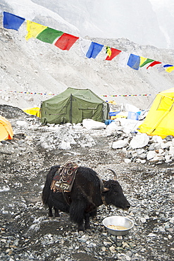 Yak eating from bowl at base camp, Everest, Khumbu region, Nepal, Everest, Khumbu region, Nepal