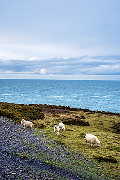 Sheep grazing on clifftop along the coastline of Pembrokeshire National Park, Wales, UK, Pembrokeshire National Park, Wales