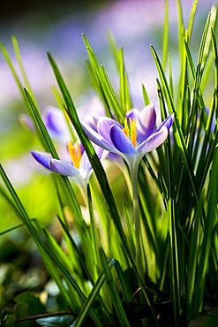 Close up of pale purple crocuses with bright yellow stamens and green grass-like leaves, Oxfordshire, England