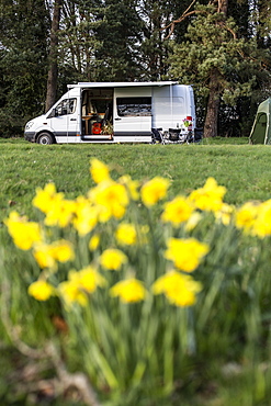 Close up of yellow daffodils in spring, camper van parked in the distance, Oxfordshire, England