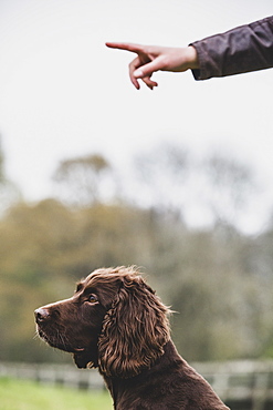 Person standing outdoors, giving hand command to Brown Spaniel dog, Oxfordshire, England